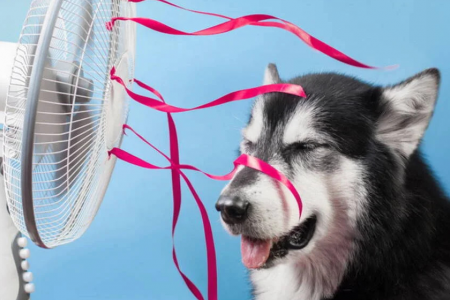 Как помочь собаке в жару. Как собаки её переносят 