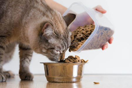 Чем кормить кошку с чувствительным пищеварением