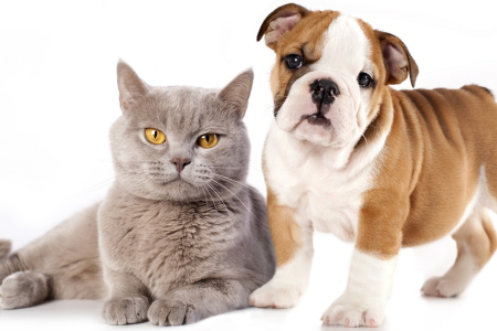 Как правильно ставить клизму коту и собаке