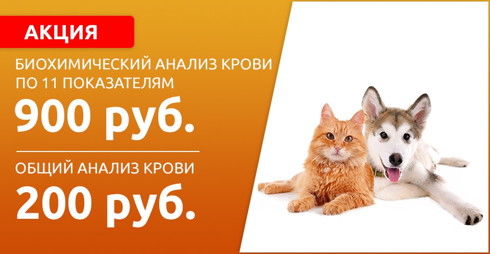 Счастливый Слон Пенза Официальный Сайт Магазин