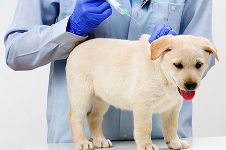 Вакцинация домашних животных - почему это важно