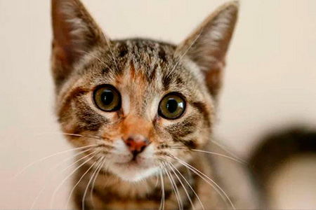 Панлейкопения у кошек: профилактика, диагностика и лечение