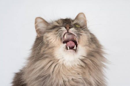Почему кошка чихает: топ 12 причин