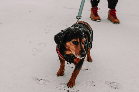 Обморожение и переохлаждение у собак зимой: как распознать и помочь