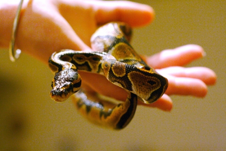 Как содержать змей в домашних условиях