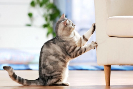 Что делать, если кошка царапает мебель