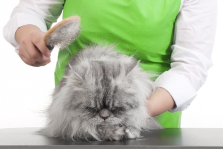 У кошки колтуны на шерсти – что можно сделать?