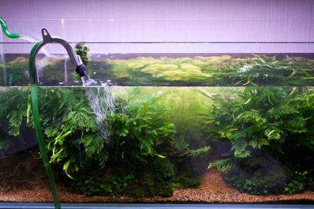 Грамотная замена воды в аквариуме