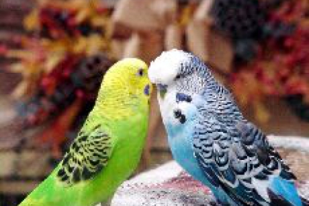 Рекомендации по покупке волнистых попугайчиков