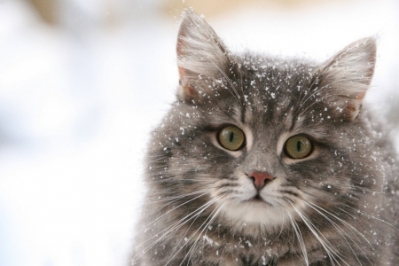 Как заботиться о кошках в зимний период