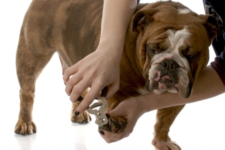 Правила стрижки ногтей у собак