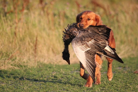 8 Самых лучших пород охотничьих собак