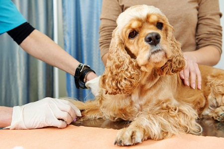 Гипогликемия у собак: причины, симптомы, лечение