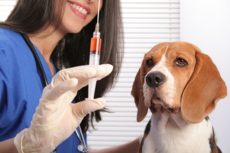 Прививки собак