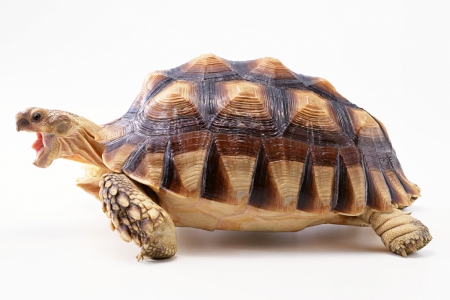 Доброе и полезное домашнее животное — черепаха