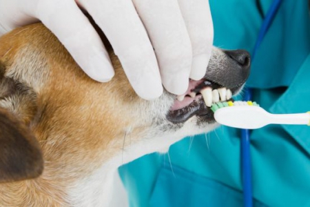 Кто был у собачьего стоматолога? Поднимите лапу