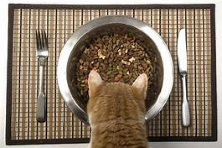 Почему кошка не ест из миски