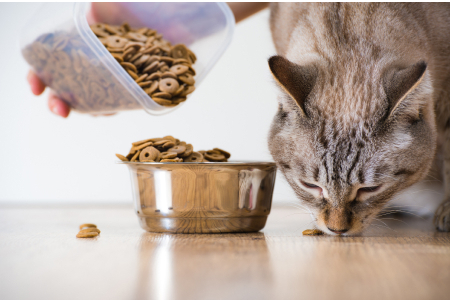 Сколько сухого корма давать кошке в день: основные правила и таблица питания