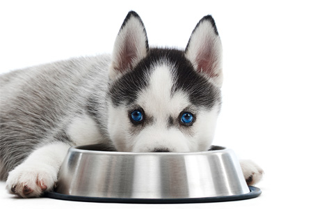 Советы ветеринара: переводим собаку с натурального кормления на сухой корм