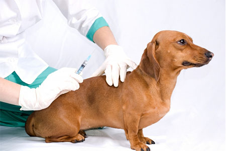 Вакцинация от бешенства домашних животных 