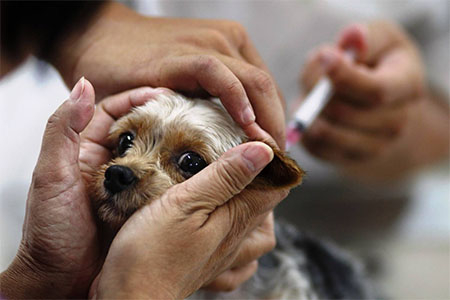 Когда и какие прививки делают щенкам