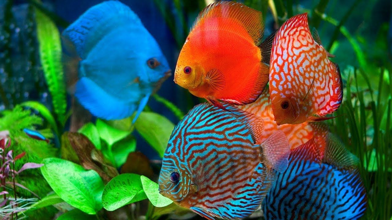 Рыбки для аквариума фото с названиями цветные