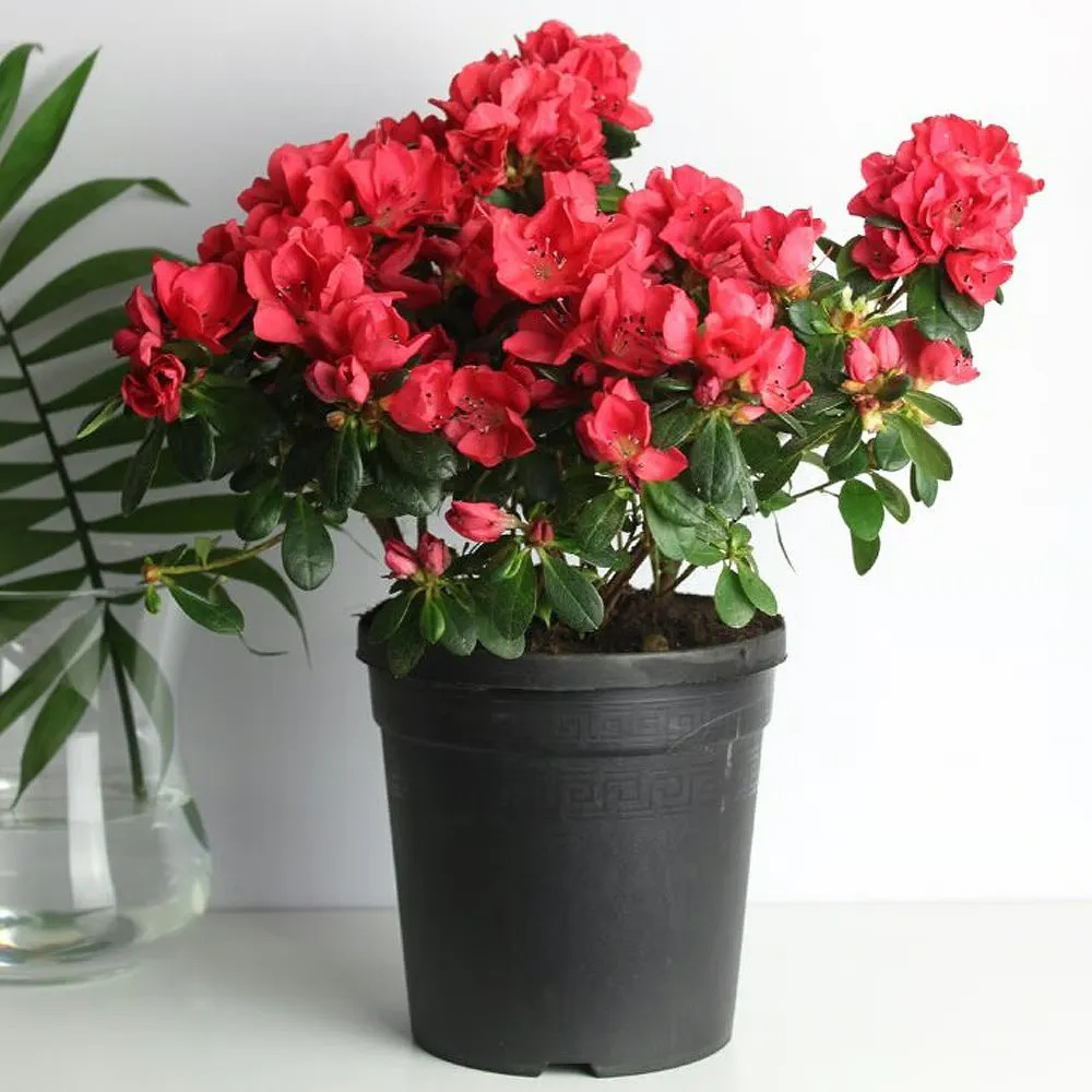 Азалия токсичное растения для кошек и собак