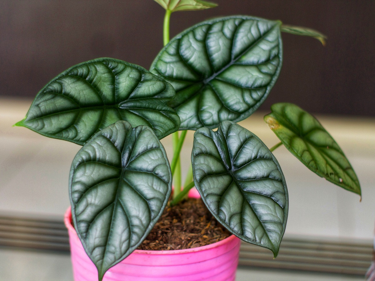 Алоказия опасное растение для домашних животных