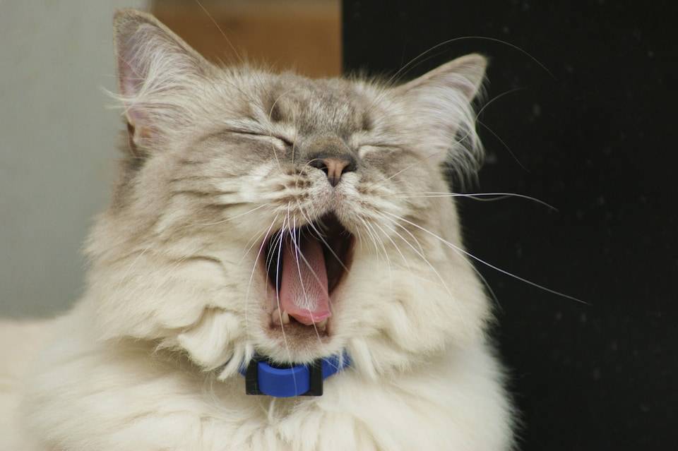 Почему кошка чихает : причины, симптомы, чем лечить и что делать, если чихает  часто
