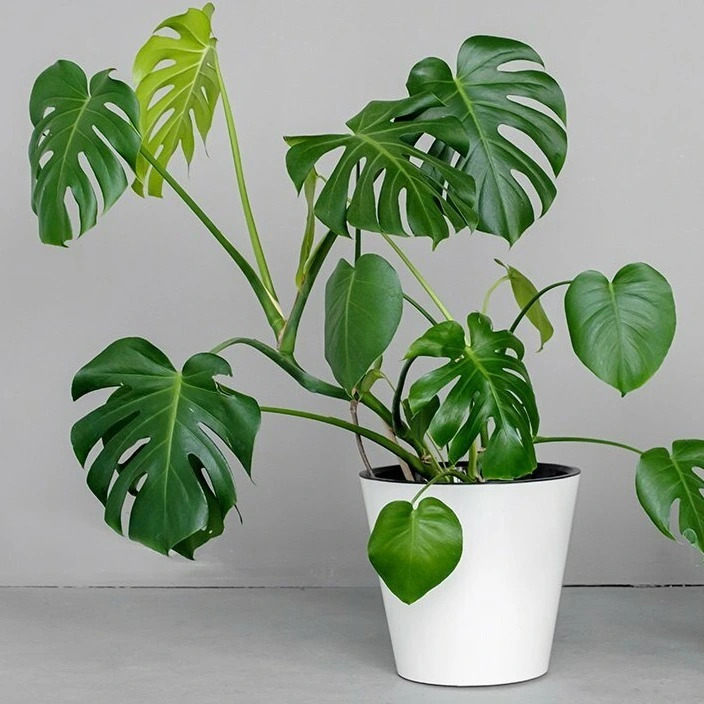 Монстера токсична для домашних животных