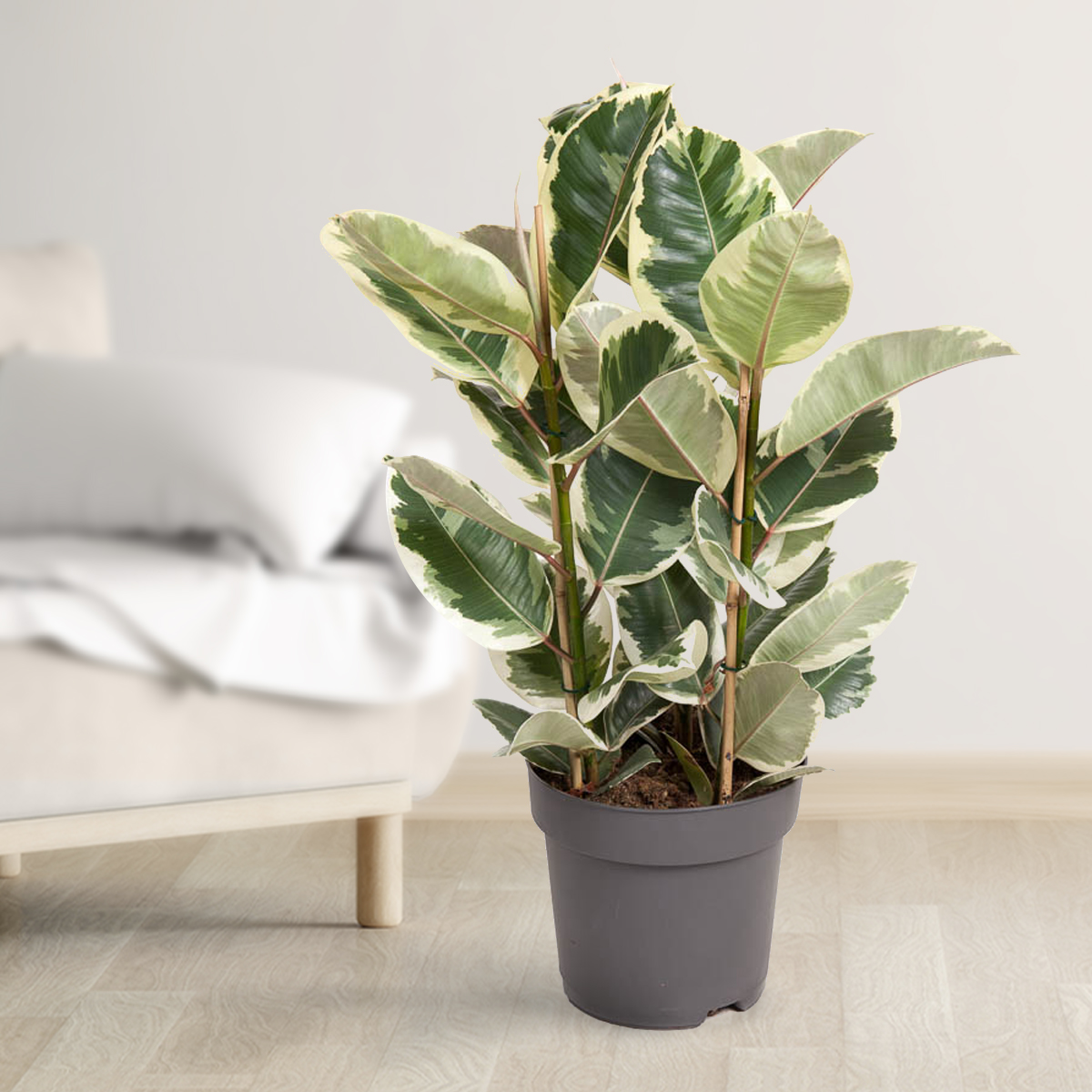 Фикусы токсичны для кошек и собак