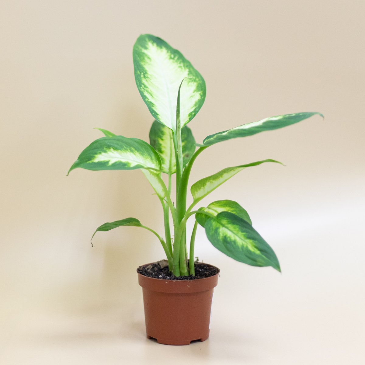 Диффенбахия опасное растение для домашних животных